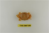 藏品(短刺伊氏蟹)的圖片